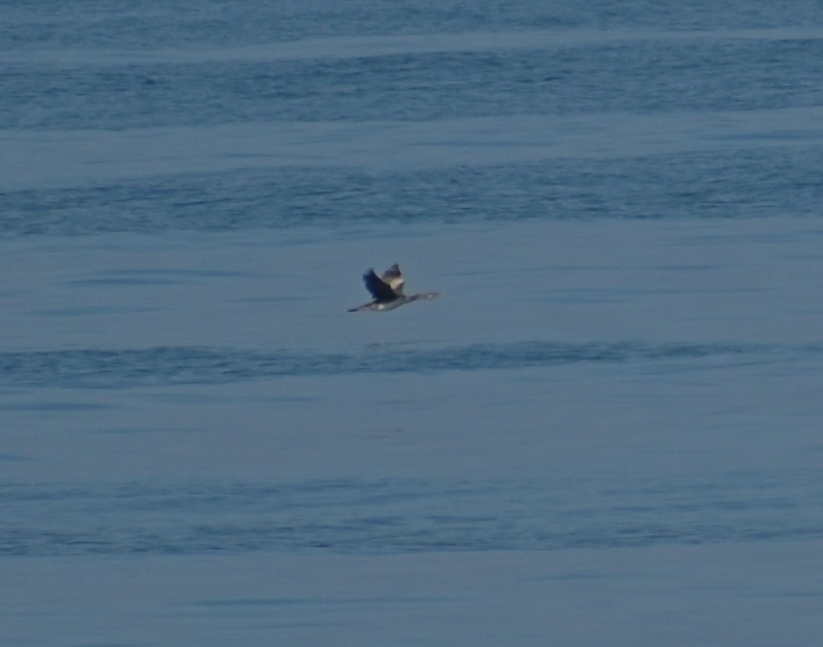 Marangone o cormorano?  Marangone dal ciuffo (Phalacrocorax aristotelis)